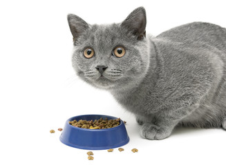 Kitten eating cat food on white background