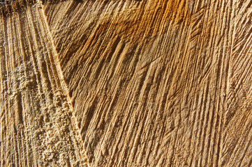 Tree trunk   background