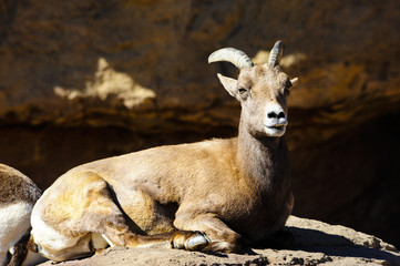 Desert Big Horn Sheep