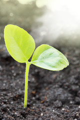 Small sprout of lemon