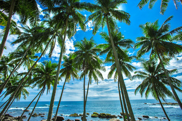 Palm trees at a tropical beach