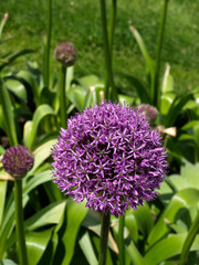 Allium-5