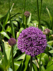 Allium-4
