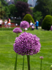 Obraz premium Allium-3