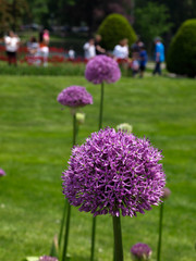 Obraz premium Allium-2