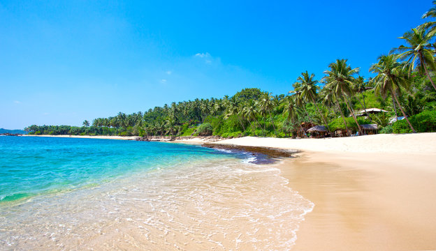 Palm trees at a tropical beach