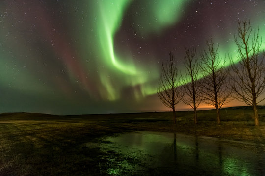 Aurore et arbres