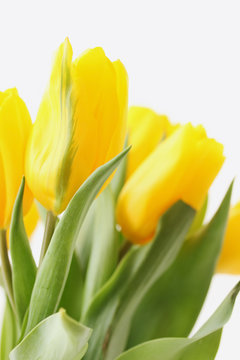 bouquet of  tulips