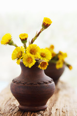coltsfoot in ceramic vase