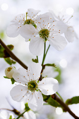 Beautiful blooming flowers on cherry