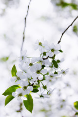 Obraz premium Beautiful cherry