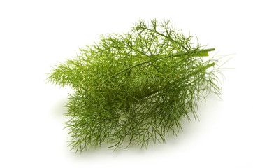 Foeniculum vulgare 회향