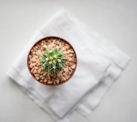 cactus on white floor