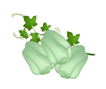 Fresh Green Chayote Fruits with A Plant