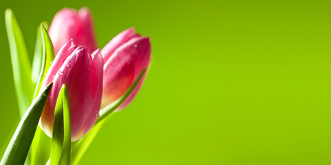 pink tulips on green background
