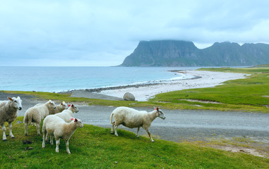 Obraz premium Haukland beach summer view (Norway, Lofoten).
