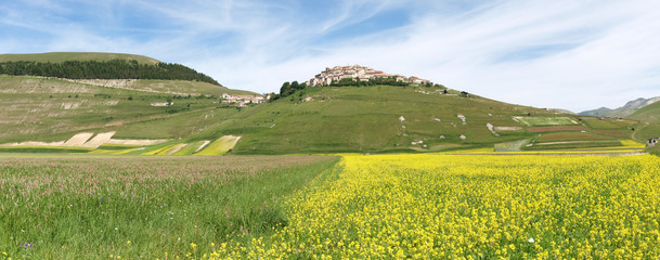 Castelluccio di Norcia. Cultivation of lentils