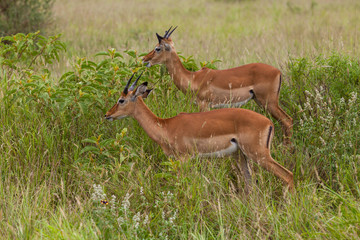 Impala Antilopen