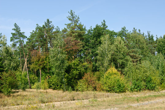 Fototapeta Summer forest on blue sky background