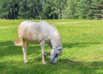 Naklejka na ściany i meble The horse is grazed on a meadow