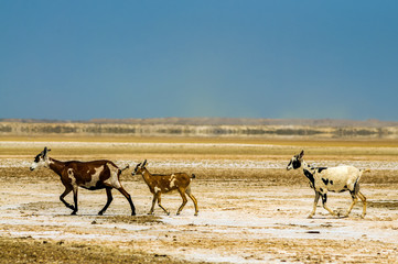 Three Goats in a Desert