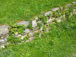 Verwilderte Steinmauer