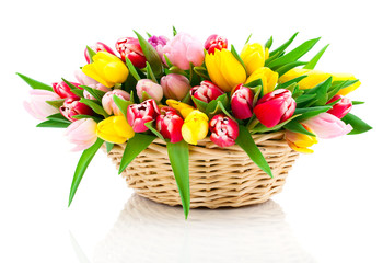 spring tulips in wooden basket, on white background. happy mothe