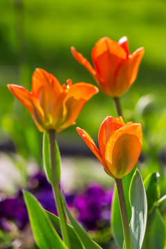 orange tulip on color blurred background