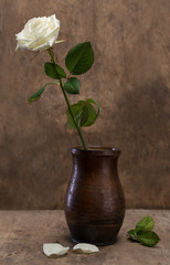 White rose in a vase