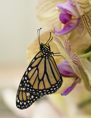 Schmetterling