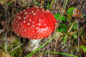 Fly agaric mushroom