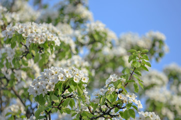 Blossoming apple tree