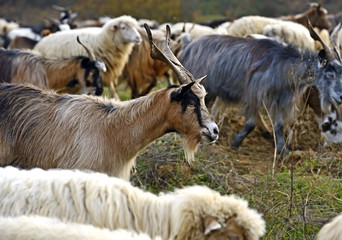 Herd of sheep on a mountain pasture