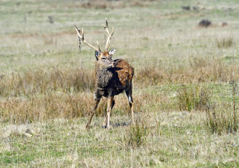 Spotted deer