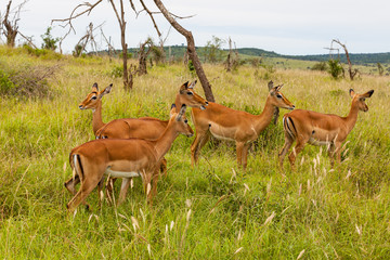 Impala Antilopen