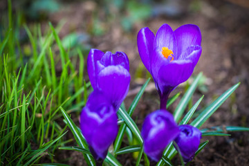 Crocus