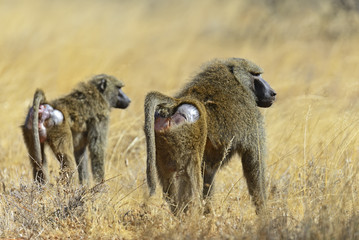 Baboons