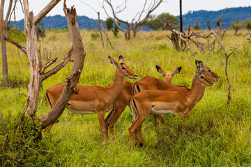 Impala Antilopen