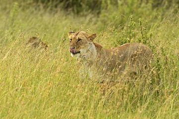 Obraz premium Lions Masai Mara