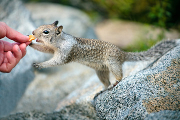 American grey squirrel at Yosemite National Park