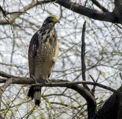 Crested Serpent Eagle (Spilornis cheela)