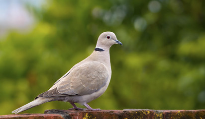 Eurasian Collared Dove ( Streptopelia Orientalis)