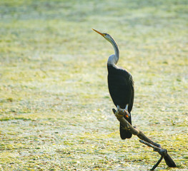Darter or Snake Bird (Anhinga Melanogaster)