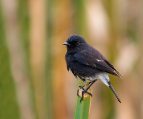 Pied Bushchat (Saxicola Caprata)