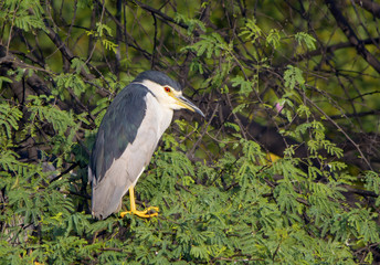 Black Crowned Night Heron (Nycticorax Nycticorax)