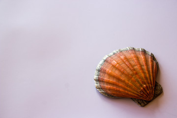 shell on white background