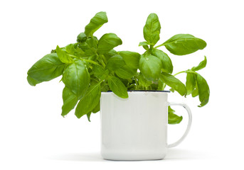 growing sweet basil plants in an enamel mug