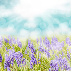 Naklejka premium Blue hyacinth