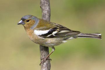 chaffinch male in natural habitat / Fringilla coelebs
