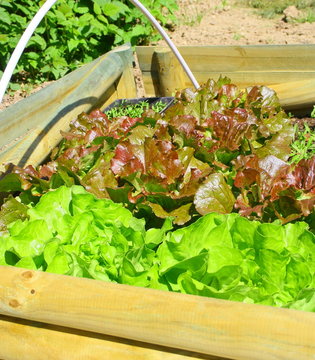salades dans carr&eacute; potager